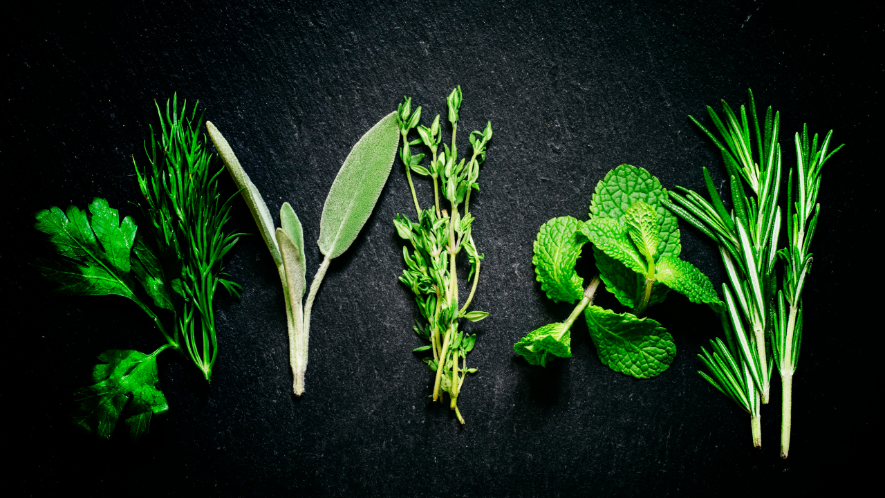 Herbs in the Greek Tradition - Image 1