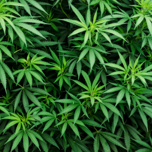 Cannabis: The Most Medicinal Herb
