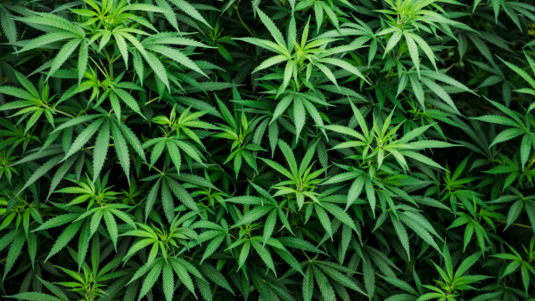 Cannabis: The Most Medicinal Herb