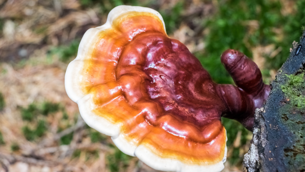 Mushroom Medicine: Latest News, Product Controversies, and Uses