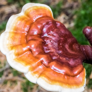 Mushroom Medicine: Latest News, Product Controversies, and Uses