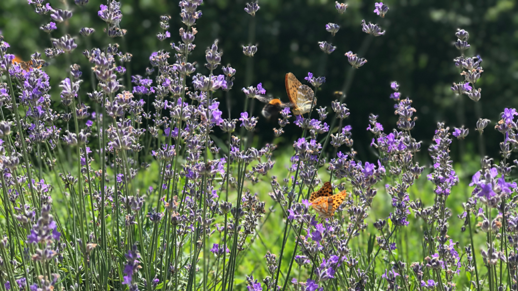 Synergy: Physiology, Materia Medica and Formulation