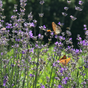 Synergy: Physiology, Materia Medica and Formulation