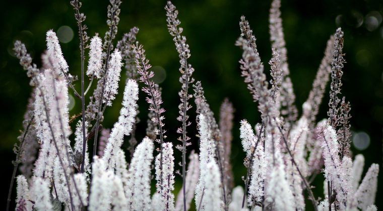 Legacy of Wisdom: Patricia Kyritsi Howell's Materia Medica Series