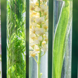 Plant Identification for Herbalists