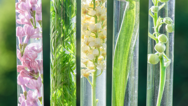 Plant Identification for Herbalists