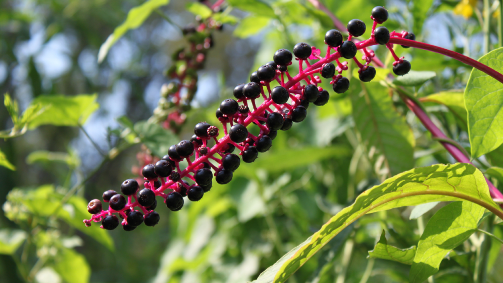 Phytolacca Revisited: From Root to Berry
