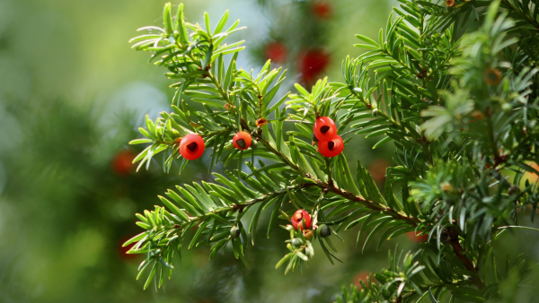 Low-Dose Antineoplastic Herbs
