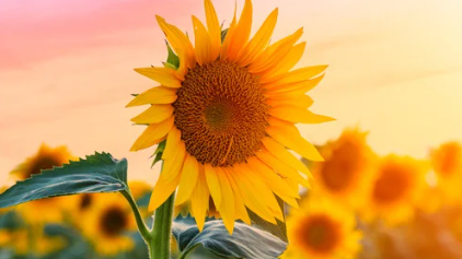 Heritage Medicine: Prickly Pear, Sunflower, Cacao and Hibiscus