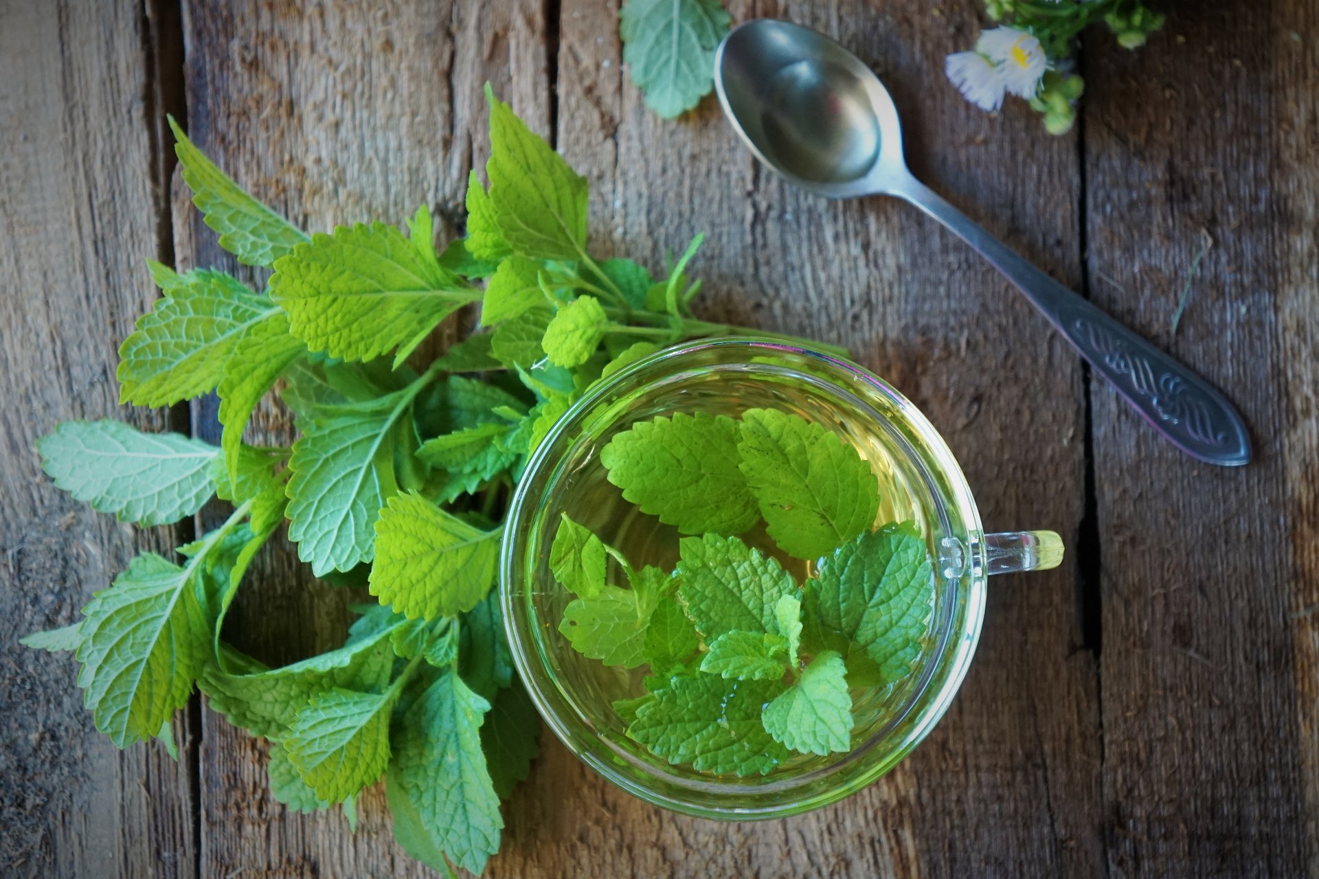 Lemon Balm, Lemongrass, and Lemon Verbena: A Trilogy in Latin American Folk Herbalism - Image 1