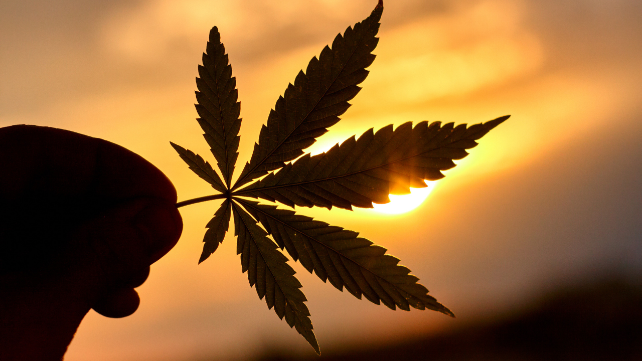 Cannabis, Ethnobotany, Chemistry, Extraction, and Therapeutics - Image 1