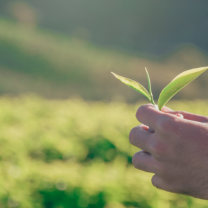 Restoring our Emotional/Physical Foundation in Uncertain Times