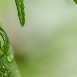 Cannabis: Ancient Medicine, Modern Marvel