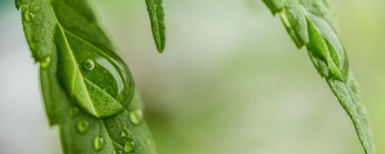 Cannabis: Ancient Medicine, Modern Marvel - Image 1
