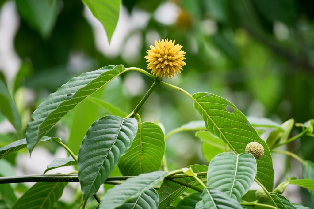 Kratom: Controversy to Clinician