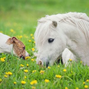 Herbs for Animals
